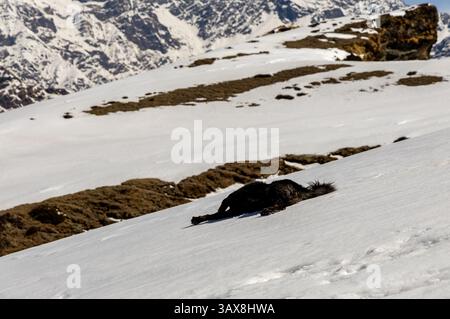 mountain dog at snowy peaks at morning Stock Photo
