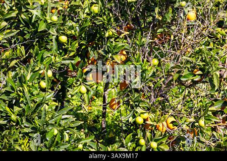 Oranges growing on a tree in a orchard Stock Photo