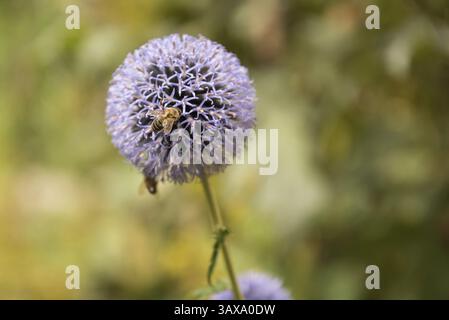 Bee sitting on an ornamental leek - close-up of a globe leek Stock Photo