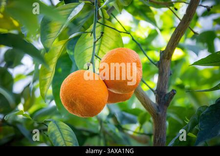 ripe oranges up in the tree, ready to be gahtered into the orchard Stock Photo
