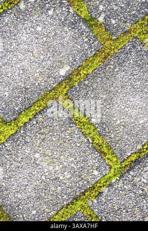 Grey paving stones with green overgrown joints - pattern and background Stock Photo