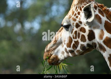 Portrait of an Rothschild's giraffe (G. c. rothschildi) Stock Photo