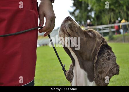 Close-up - Dog on a lead looks trustingly at owner Stock Photo