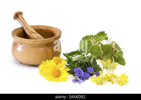 Various medicinal plants with mortar and pestle on white background Different medicinal plants with mortar and pestle on white background Stock Photo