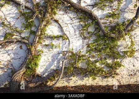 Old vine with cracks on a house wall in spring - close-up Stock Photo