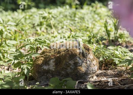Lizard sunbathing on a stone - Italy Stock Photo