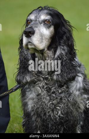 Close-up of a grey Cocker Spaniel Stock Photo