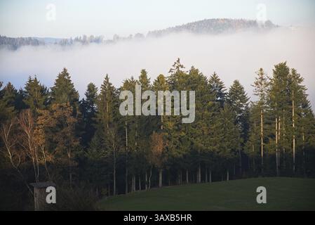 Rising mist from a hollow in the forest - Landscape Stock Photo