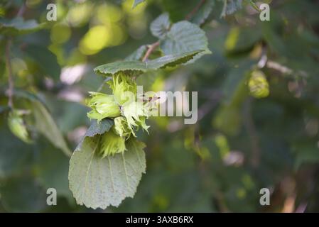 Hazelnuts ripening on the bush - close-up of hazel with fruit, summer season Stock Photo