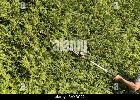 Landscape gardener cuts thuja hedge with hedge shears - close-up Stock Photo