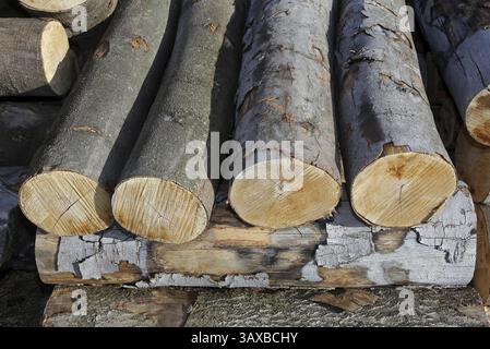 Tree trunks Stock Photo