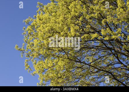 Blooming maple tree against blue sky Blooming maple tree against blue sky Stock Photo