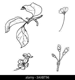 Twigs of a fruit tree with leaves, buds and flowers, a sketch in black and white ink. Vector illustration. A set of elements of a flowering tree Stock Vector