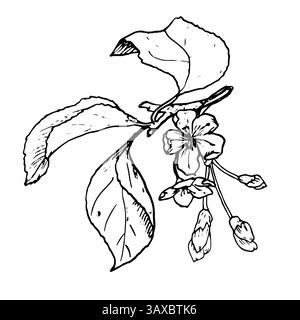 A flowering branch of fruit tree, a black and white ink sketch. Vector illustration. Graceful leaves, buds and flowers on a branch, isolated on a Stock Vector