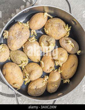 Old wrinkled potatoes in the cooking pot - sprouting potatoes for cooking Stock Photo