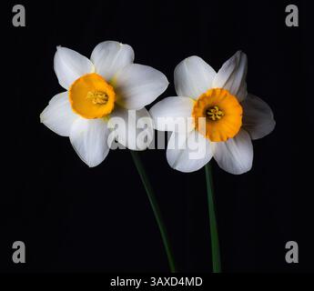 Two daffodils yellow and white and black background. Stock Photo
