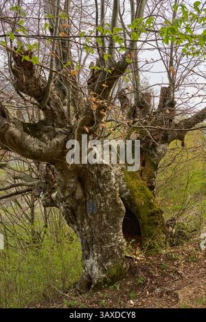 Old hollow tree with moss-covered trunk surrounded by forest vegetation Stock Photo