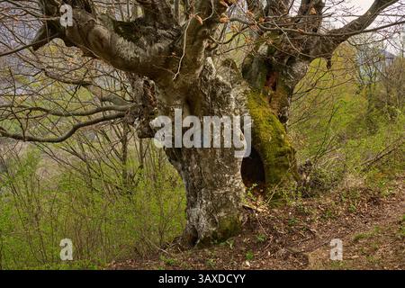 Old hollow tree with moss-covered trunk surrounded by forest vegetation Stock Photo
