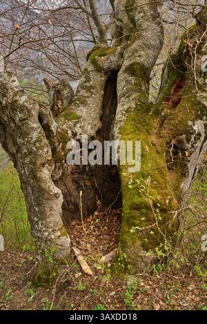 Old hollow tree with moss-covered trunk surrounded by forest vegetation Stock Photo