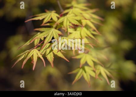 Japanese maple leaves. Palmate maple young bright green reddish foliage in the spring sunny garden. Smooth Japanese maple plant branches.  Acer palmat Stock Photo