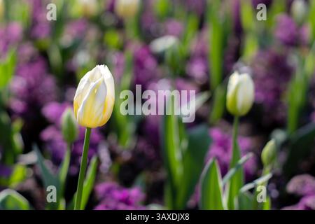 Yellow tulips and buds on the blurred purple flowers flowerbed. Spring bulbous plant in the sunny garden.  Beauty in nature. Selective focus floral ba Stock Photo