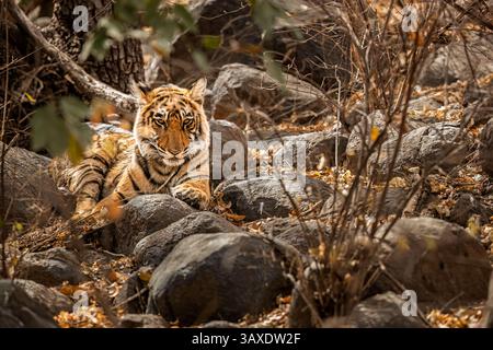 A Bengal tiger (Panthera tigris) lays on rocky ground facing the viewer in Ranthambore National Park, Rajasthan, northern India Stock Photo
