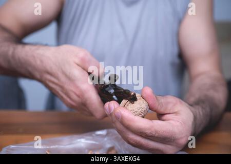 The man is cracking walnuts at home. Stock Photo