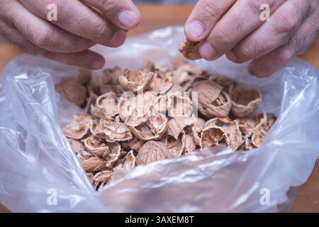 The man is cracking walnuts at home. Stock Photo
