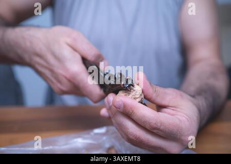 The man is cracking walnuts at home. Stock Photo