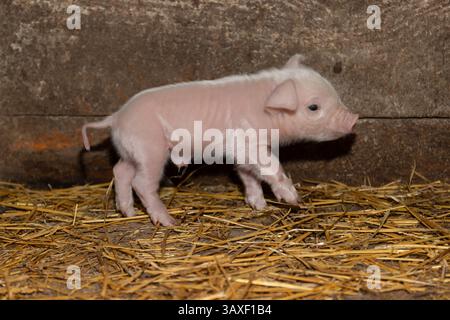 A curious little piglet happily walking on soft straw in a cozy barn, showcasing the true charm of farm life Stock Photo