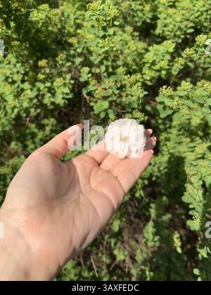 Hand holding a delicate white flower against a green vegetation background, capturing natural elegance and freshness. Ideal for botanical themes Stock Photo