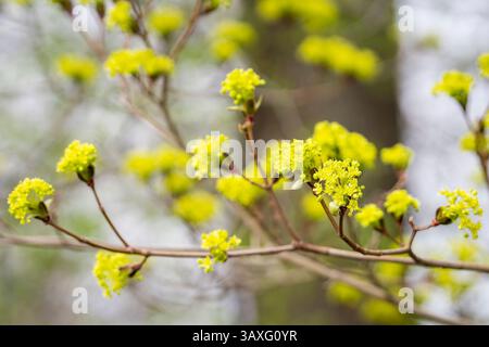 Flowering Norway maple (Acer platanoides), branch with blossoms. Blossoming maple tree twig. Spring time floral background. Stock Photo