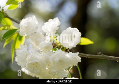 Pure White Cherry blossom, Prunus serrulata,  blooming in Spring sunny day, blue sky Stock Photo