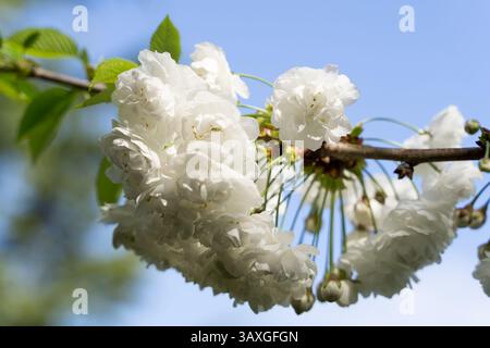 Pure White Cherry blossom on a branch, Prunus serrulata,  blooming in Spring sunny day, blue sky Stock Photo