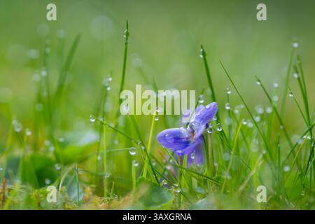 Fragrant violet, Viola odorata L. , blue and dark purple spring flowers on a background of grass with raindrops on the petals. Stock Photo