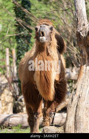 Shaggy Bactrian Camel looking forward with expressive face. Mammal wildlife in natural light. Stock Photo