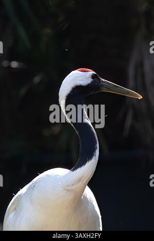 Elegant Red-crowned crane head profile. Focus on red crown & black neck. Detail of beautiful wildlife bird. Stock Photo
