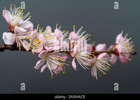 flowering branch on black background Stock Photo