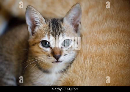 Portrait of a grey striped kitten, he lies and looks at the camera, against the background of a mother cat. Stock Photo