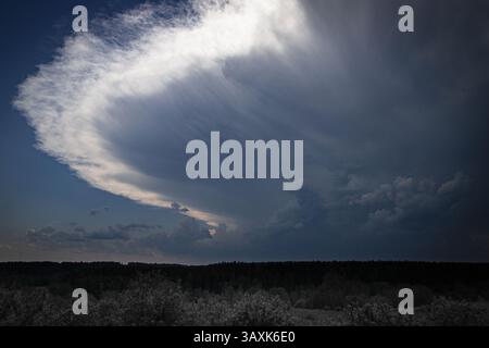 A massive supercell thunderstorm cloud forms above a forest horizon, its anvil-shaped structure sharply illuminated against the deepening sky Stock Photo