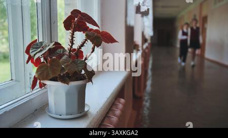 Potted plant sits on a windowsill in a school hallway as two students walk in the background Stock Photo
