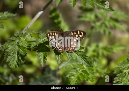Speckled wood butterfly resting on green foliage Stock Photo