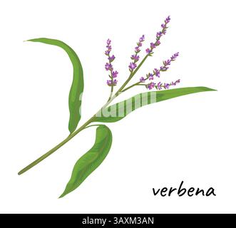 Herbal leaves icon. Green verbena. Organic medical herb. Natural plant twig with flower. Aroma wildflower. Food ingredient. Culinary seasoning. Aromatic branch. Botanical element. Vector spicy product Stock Vector