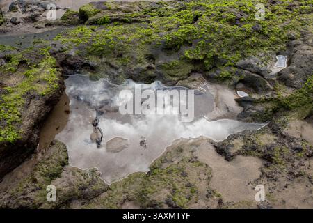 Coastal rocks covered by bright green algae. Puddle full of Atlantic ocean water, reflecting cloudy sky. Playa del Cabron, Las Palmas, Gran Canaria, C Stock Photo