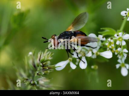The image shows a close-up of a Scathophaga fly sitting on small white flowers. The fly has orange and black coloring, large eyes, and transparent win Stock Photo