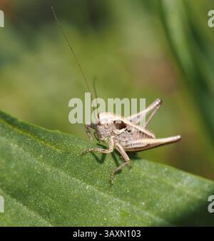The image shows a grasshopper sitting on a green leaf. The grasshopper has long antennae and a light brown body color. The background is blurred, with Stock Photo