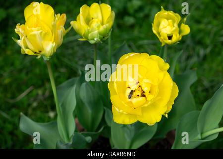 Tulipa Akebono Darwin hybrid yellow tulip with red edges on petals in bloom in April garden growing in pot Carmarthenshire Wales UK 2025  KATHY DEWITT Stock Photo