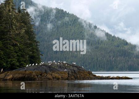 Jun 30, 2016 - Juneau, Alaska, U.S. - Landscape in Scenery Cove, Thomas Bay, Petersburg, Southeast Alaska. Thomas Bay is located in southeast Alaska. It lies northeast of Petersburg, Alaska and the Baird Glacier drains into the bay. Thomas Bay is also known as 'The Bay of Death' due to a massive landslide in 1750. It also has gained the name of 'Devil's Country' when in 1900 several people claimed to have seen devil creatures in the area. Thomas Bay is known for being rich in gold and quartz. The wildlife has moose, brown bears, black bears, squirrels, wolves, rabbits, and other common Alaskan Stock Photo