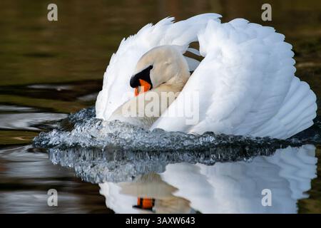 Mute swans (Cygnus olor) perform an elegant courtship display on the