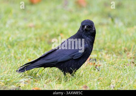 A Carrion crow (Corvus corone) walking through the grass, searching for food, highlighting its striking black plumage and sharp beak. Stock Photo